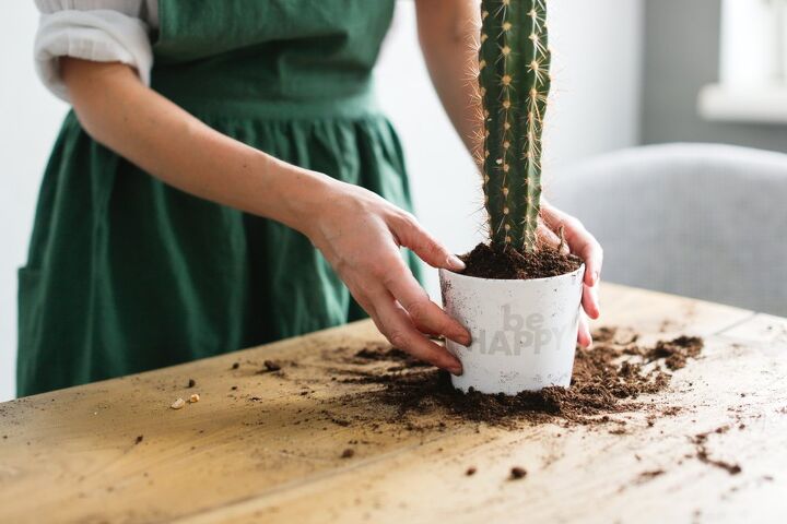 How To Plant Cactus Cuttings (Step-by-Step Guide)