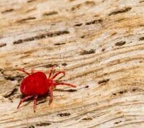 Can Chiggers Live In Your Couch? (Find Out Now!)