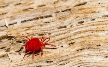 Can Chiggers Live In Your Couch? (Find Out Now!)