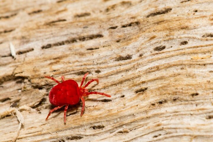 can chiggers live in your couch find out now