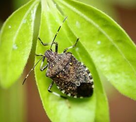 what to cover when bug bombing find out now