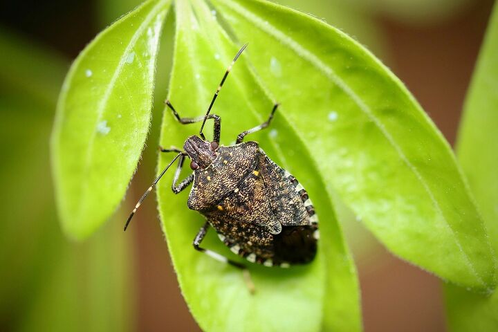 what to cover when bug bombing find out now