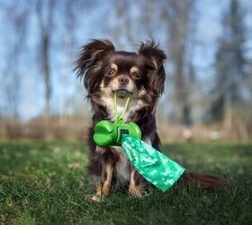 How To Dissolve Dog Poop In Your Yard (3 Ways To Do It!)