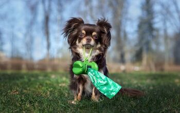 How To Dissolve Dog Poop In Your Yard (3 Ways To Do It!)
