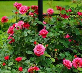 when do roses bloom based on variety and zone