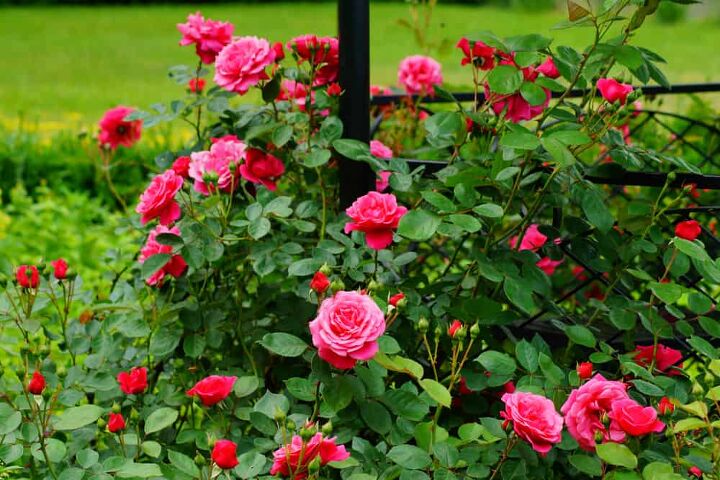 when do roses bloom based on variety and zone