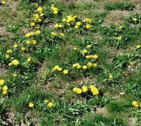 how to clear a yard full of weeds step by step guide