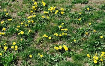 How To Clear A Yard Full Of Weeds (Step-by-Step Guide)