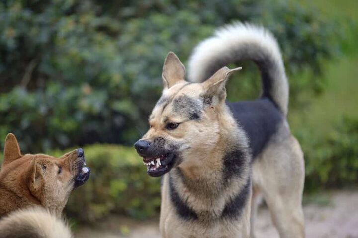 how to deal with your neighbor s aggressive dog