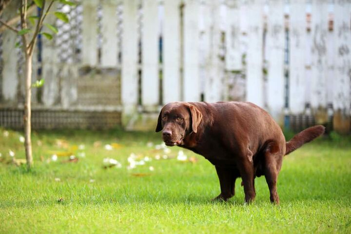 how to keep a dog from pooping in your yard