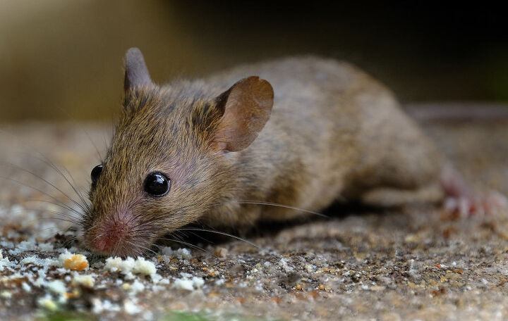 How To Keep Mice Out Of Shed (4 Ways To Do It!)