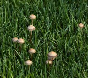 How To Get Rid Of Mushrooms In Your Yard (It's Easy To Do!)