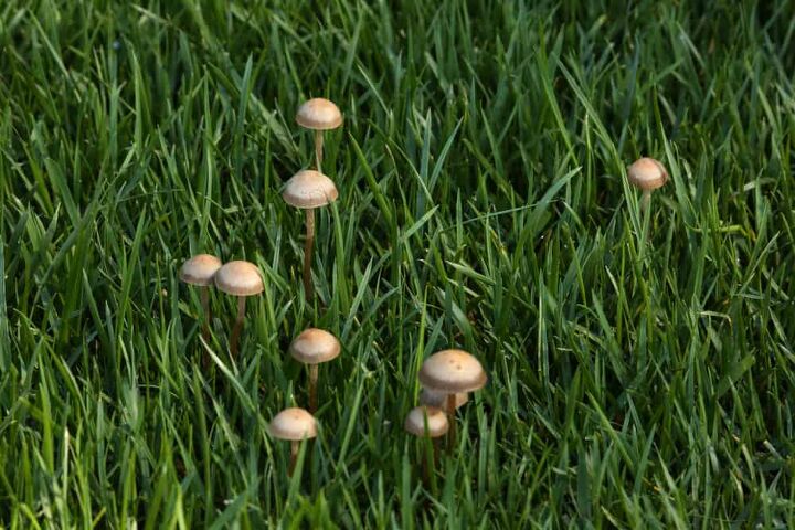 How To Get Rid Of Mushrooms In Your Yard (It's Easy To Do!)
