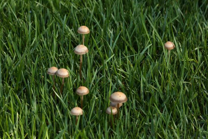 how to get rid of mushrooms in your yard it s easy to do