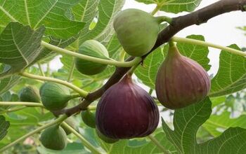 How To Prune A Fig Tree (Quickly & Easily By Season!)