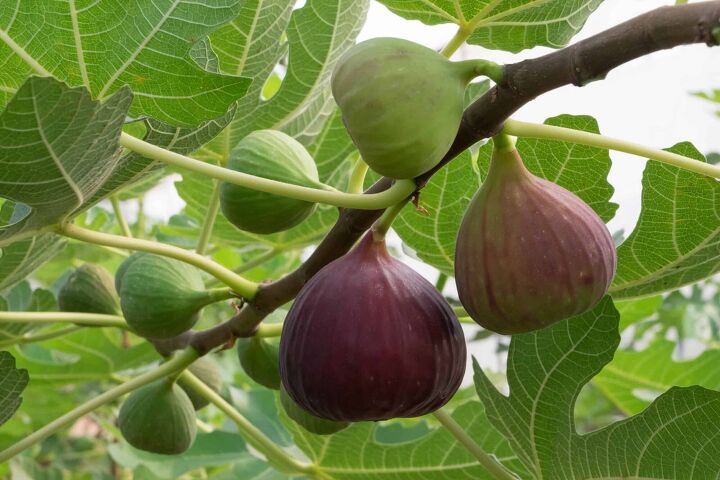 how to prune a fig tree quickly easily by season