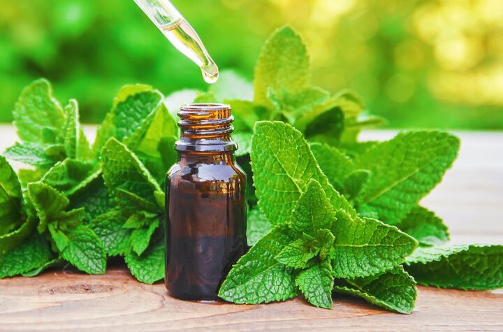 Where To Buy Peppermint Oil (Food-Grade and Essential Oils)