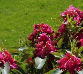 how to save a dying rhododendron quickly easily