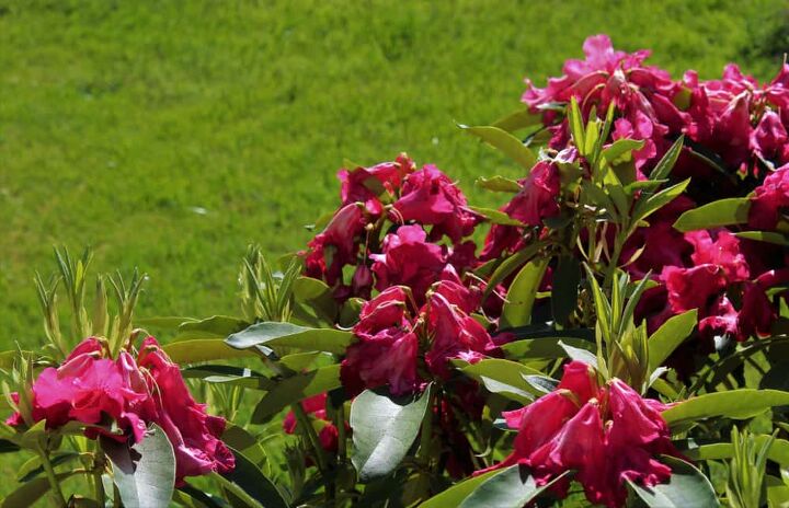 how to save a dying rhododendron quickly easily