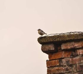 How To Get Rid Of Birds In A Chimney (Quickly & Easily!)