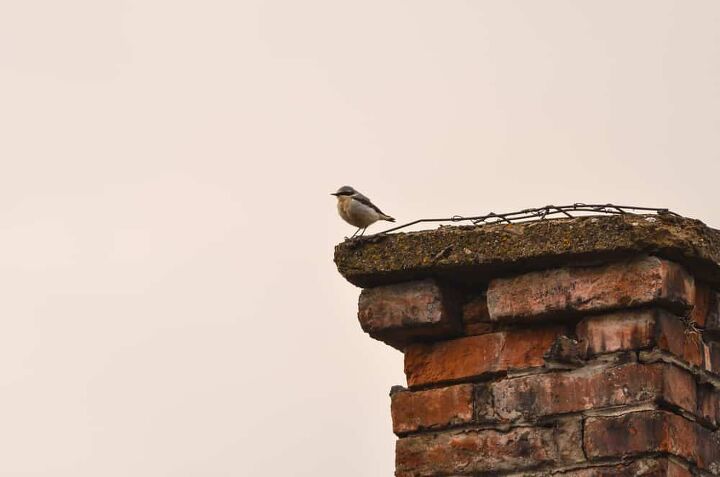 how to get rid of birds in a chimney quickly easily