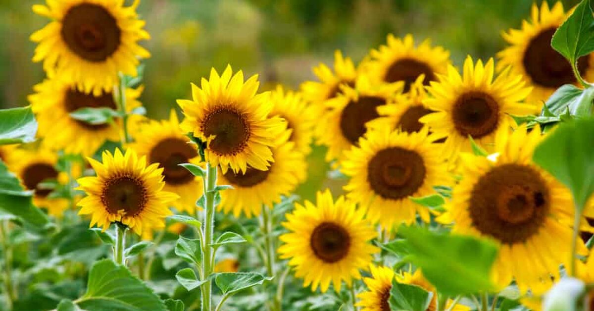 Do Sunflowers Face Each Other On Cloudy Days? (Find Out Now