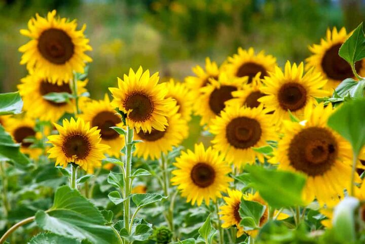 do sunflowers face each other on cloudy days find out now