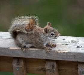 How To Stop Squirrels From Chewing Wood (Do This!)