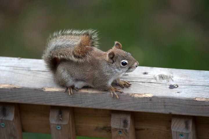 how to stop squirrels from chewing wood do this