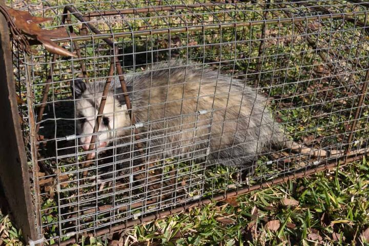 how to get rid of a possum in your garage do this