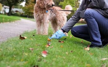 How To Keep Dog Poop From Smelling Up The Garage (Do This!)