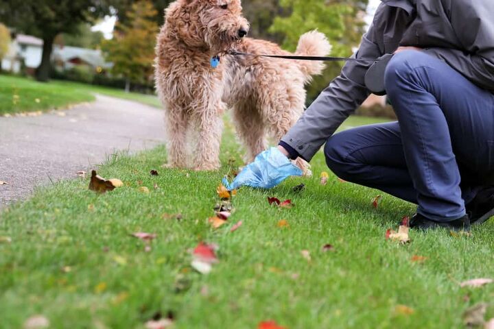 how to keep dog poop from smelling up the garage do this