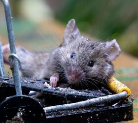 How To Get Rid Of Mice In The Attic (Quickly & Easily!)