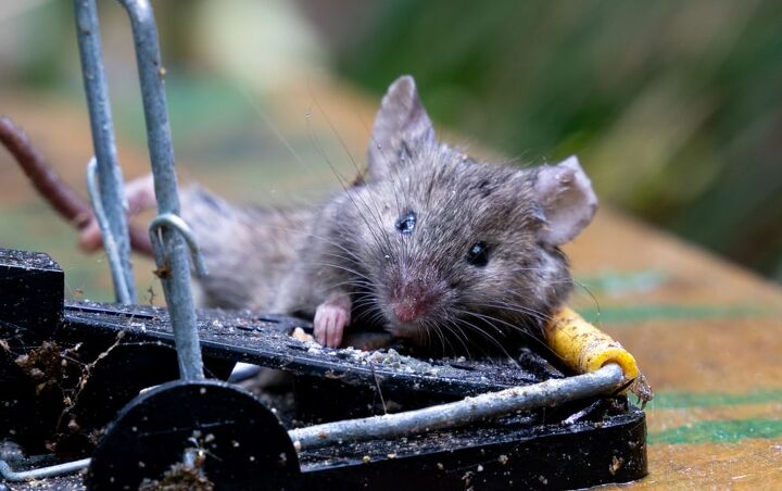 Dead mouse in trap on top of trap in a community trapping project in Karori Wellington New Zealand: