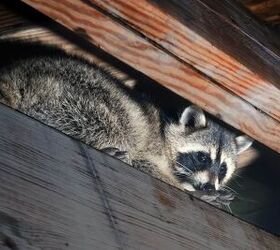 How To Get Rid Of Raccoons In The Attic (Do This!)