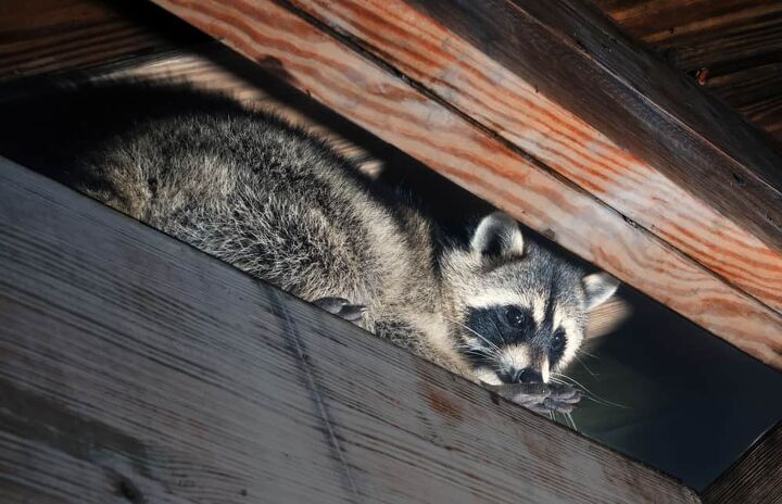 how to get rid of raccoons in the attic do this