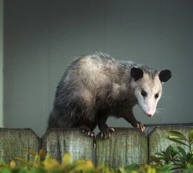How To Scare Possums Away From Your House (5 Ways To Do It!)