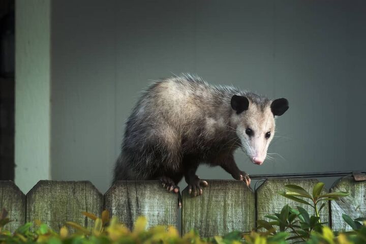 how to scare possums away from your house 5 ways to do it