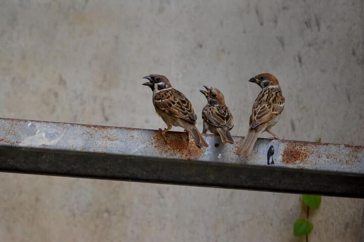 How To Get A Bird Out Of Your Garage (Quickly & Easily!)