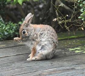 How To Get Rid Of Rabbits From Under Your Deck (5 Ways To Do It)