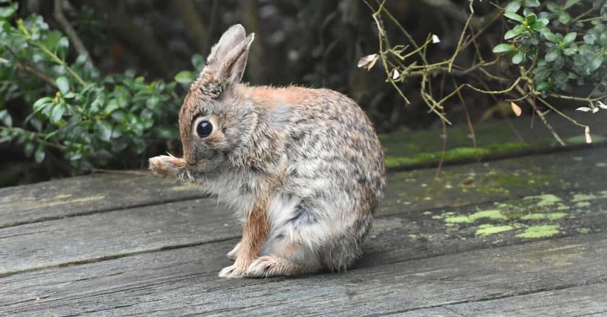 How To Get Rid Of Rabbits From Under Your Deck (5 Ways To Do It ...