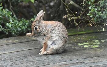 How To Get Rid Of Rabbits From Under Your Deck (5 Ways To Do It)
