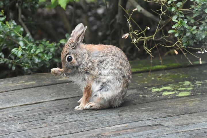 how to get rid of rabbits from under your deck 5 ways to do it