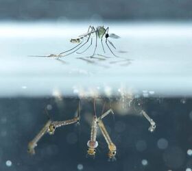 How To Kill Mosquito Larvae (5 Ways To Do It!)