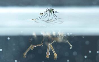 How To Kill Mosquito Larvae (5 Ways To Do It!)