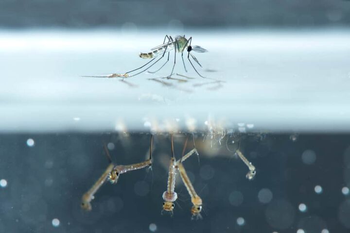 how to kill mosquito larvae 5 ways to do it