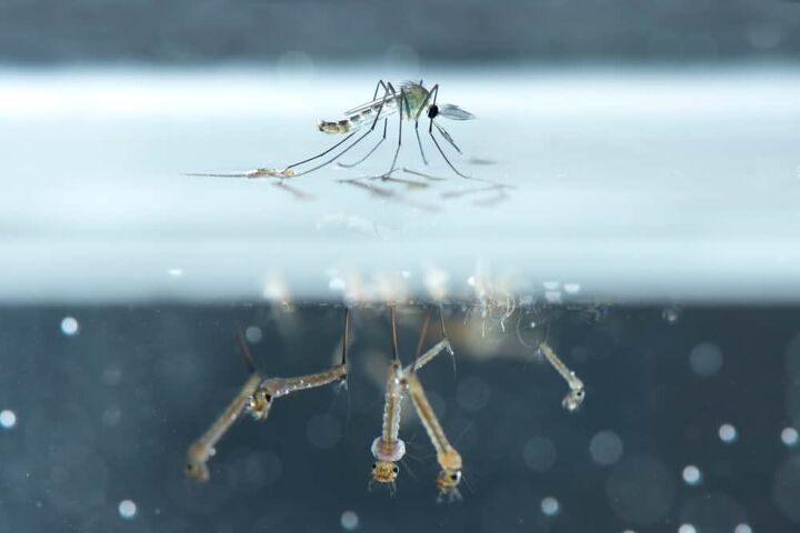 How To Kill Mosquito Larvae (5 Ways To Do It!)