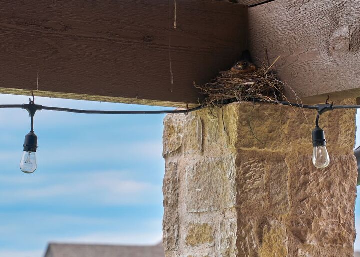 how to keep birds off your porch 10 ways to do it