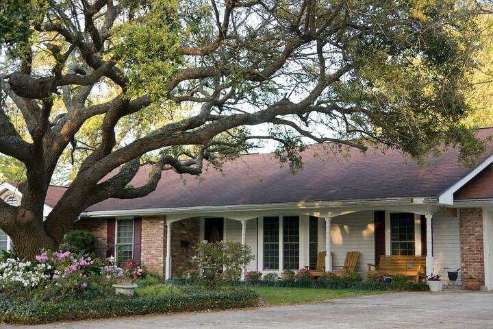 when to trim oak trees to avoid damage do this