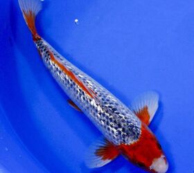 15 Different Types of Koi Fish (with Photos)